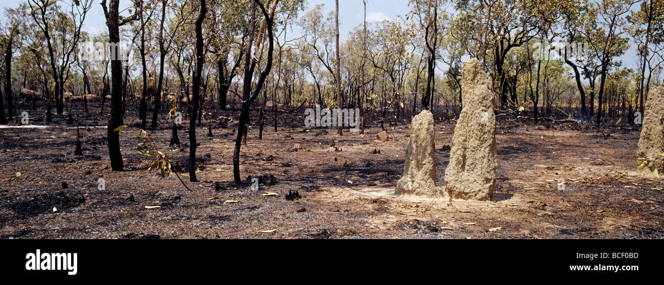 A Termite mound surrounded by scorched open woodland after a bush fire Stock Photo