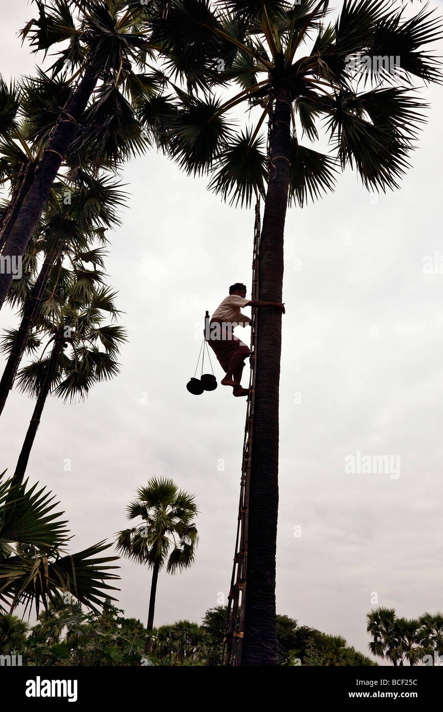 Myanmar. Burma. Bagan. In the early morning a man climbs a palm tree to tap the juice for fermenting into toddy. Stock Photo