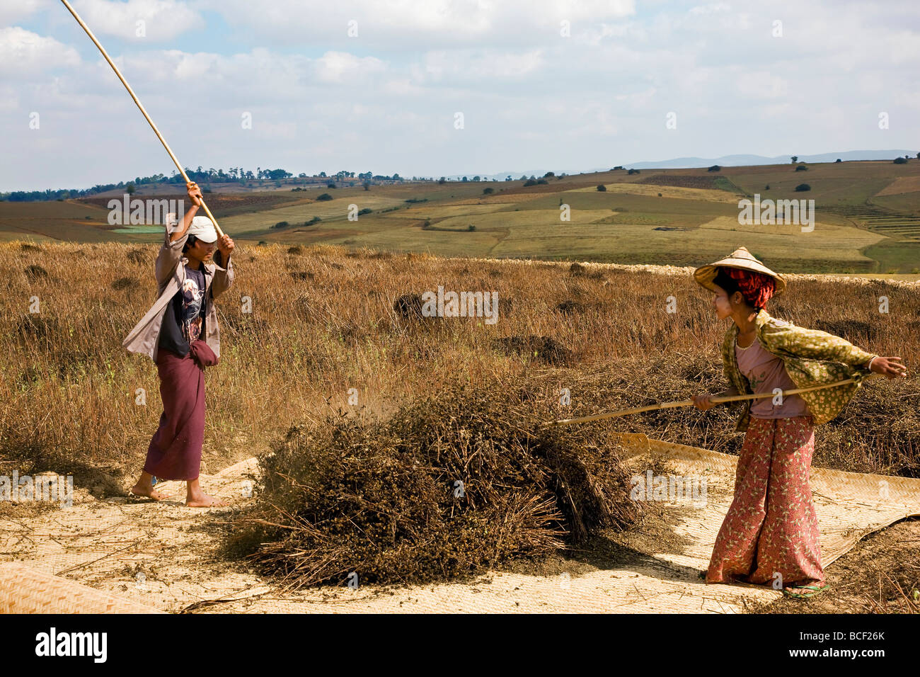 Myanmar. Burma. Pwehla. A farming couple thresh black sesame onto a bamboo mat in the field where the crop was harvested. Stock Photo