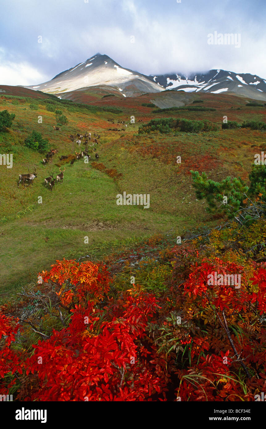 Pornoda rossiyalik yosh BBWs