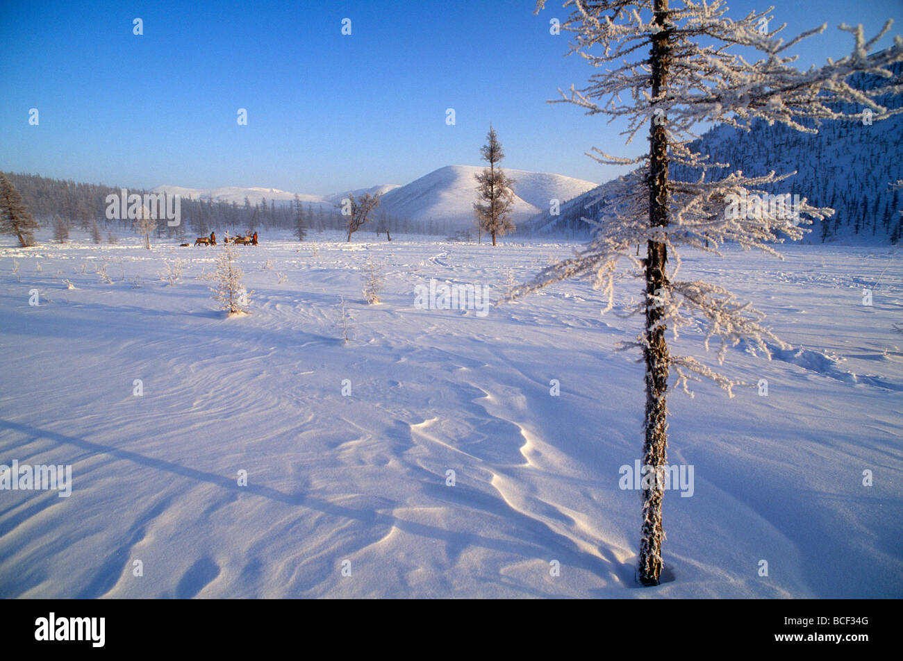 Russia, Kamchakta. Reindeer and herders crossing the winter tundra, Ayanka, Kamchatka, Russian Far East Stock Photo