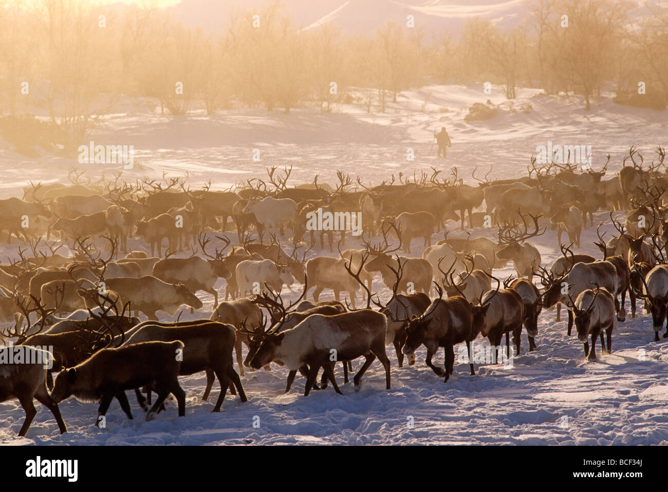 Russia, Kamchakta. Herding reindeer across the winter tundra, Palana, Kamchatka, Russian Far East Stock Photo