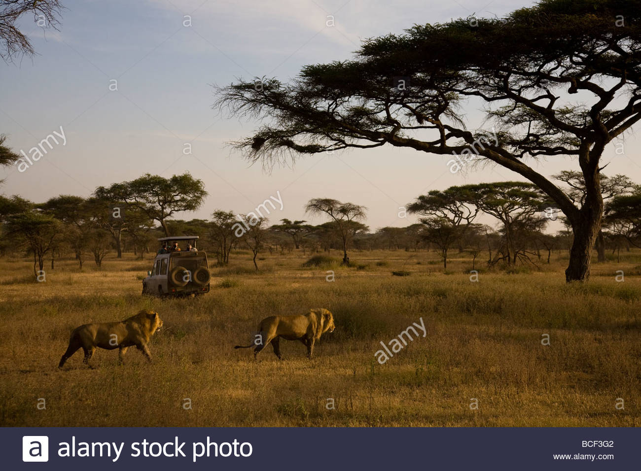 Safari vehicles drive through hi-res stock photography and images - Alamy