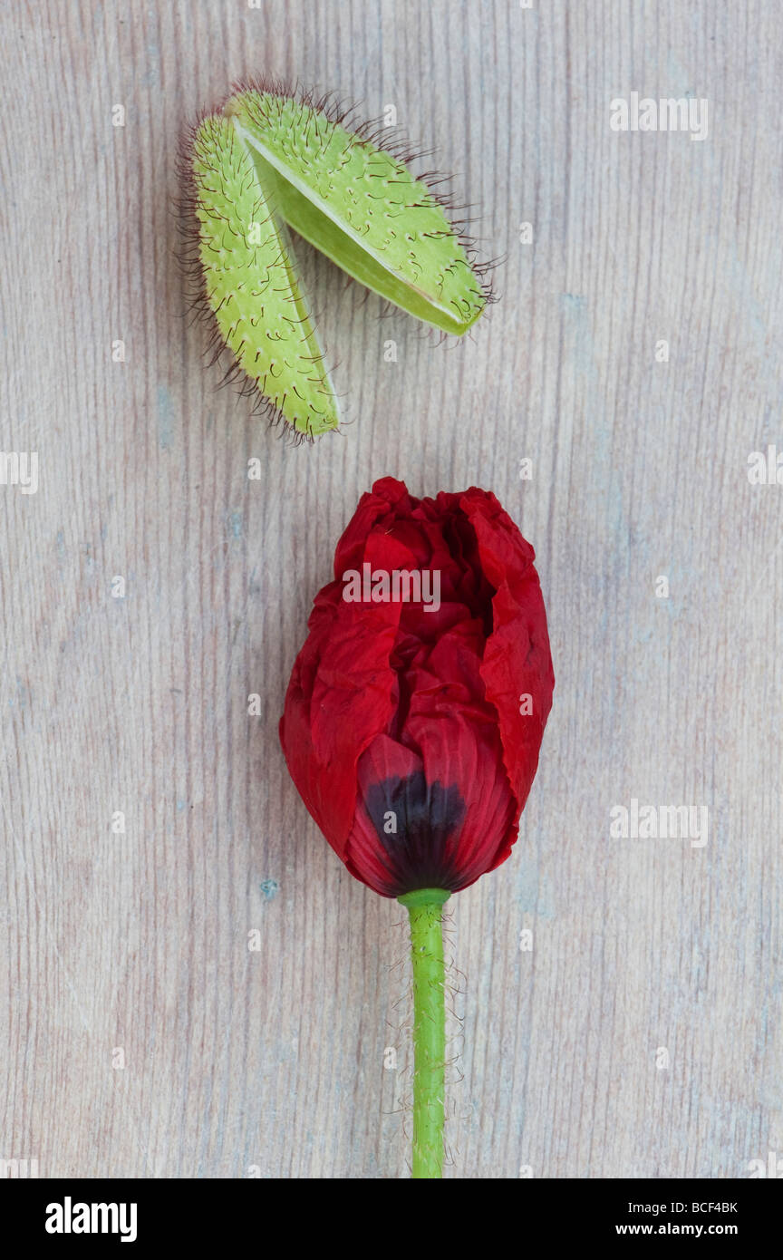 Papaver 'Rhoeas'. Poppy flower and sheath on wood background Stock Photo