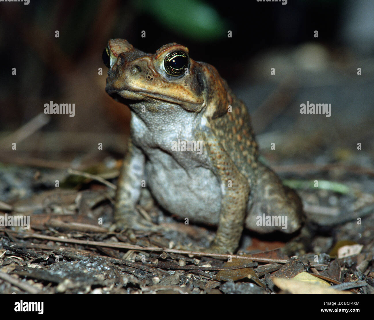 Cane Toad, Bufo marinus This toad is considered the most introduced amphibian in the world and is widely considered a pest. Stock Photo