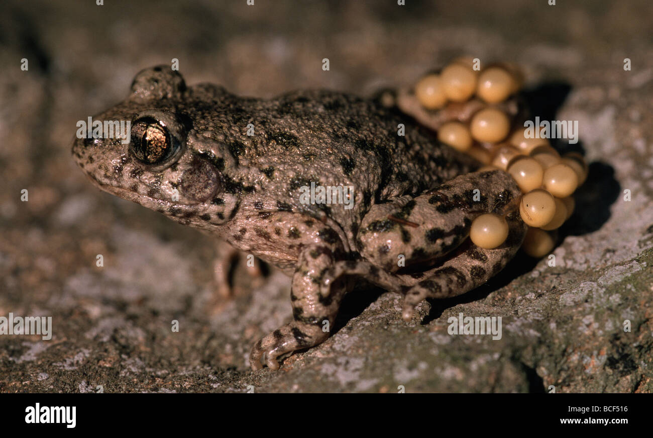 Midwife Toad, Alytes obstetricans In this species the male carries the ...