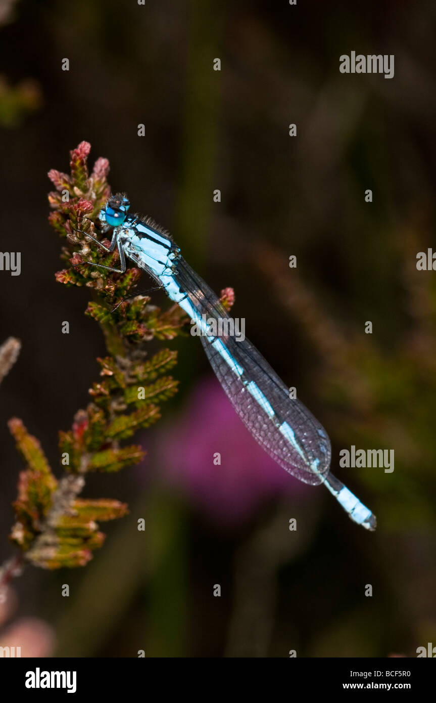 Common Blue Damselfly Stock Photo - Alamy