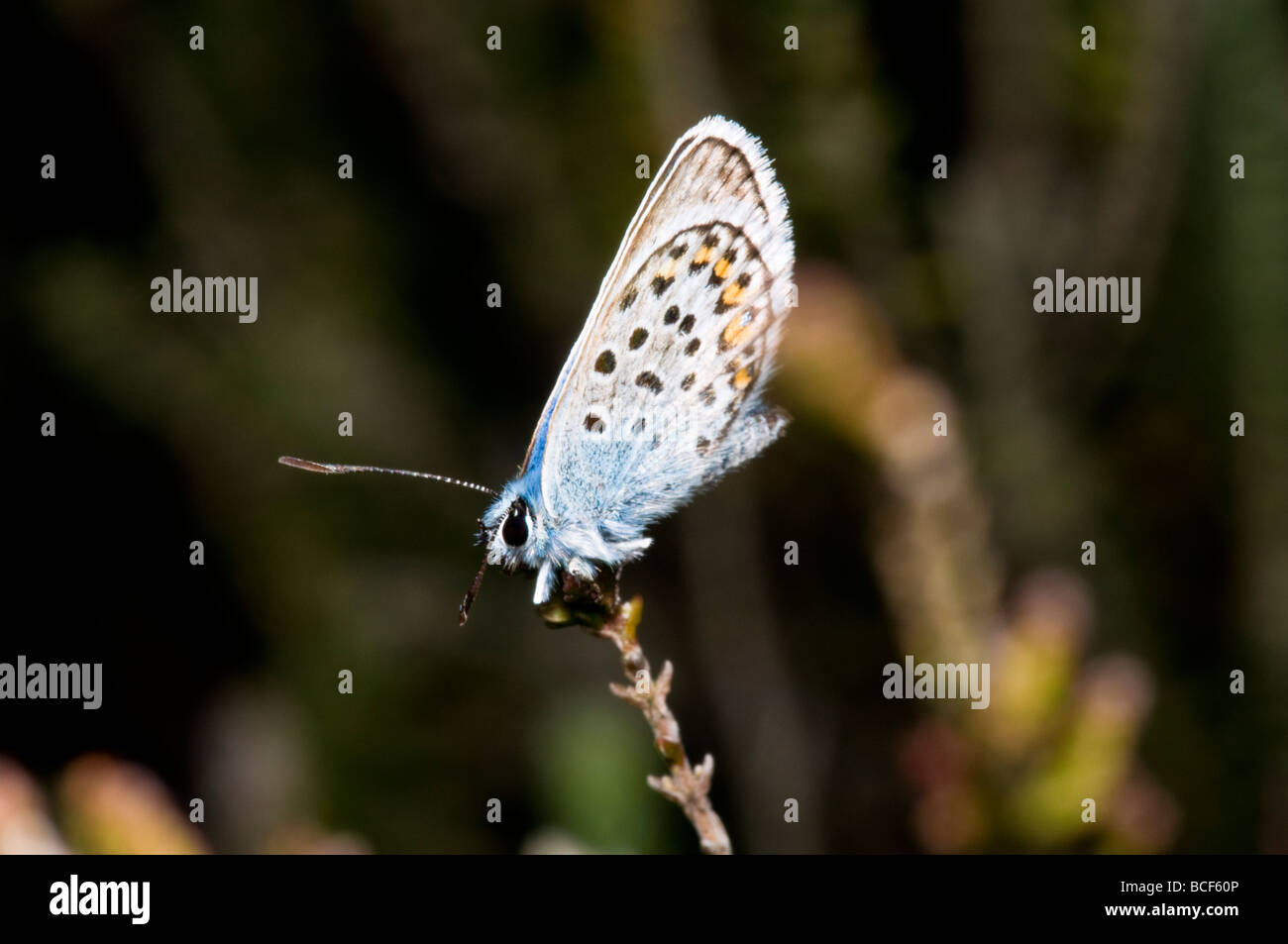 Silver-studded Blue butterfly Stock Photo - Alamy