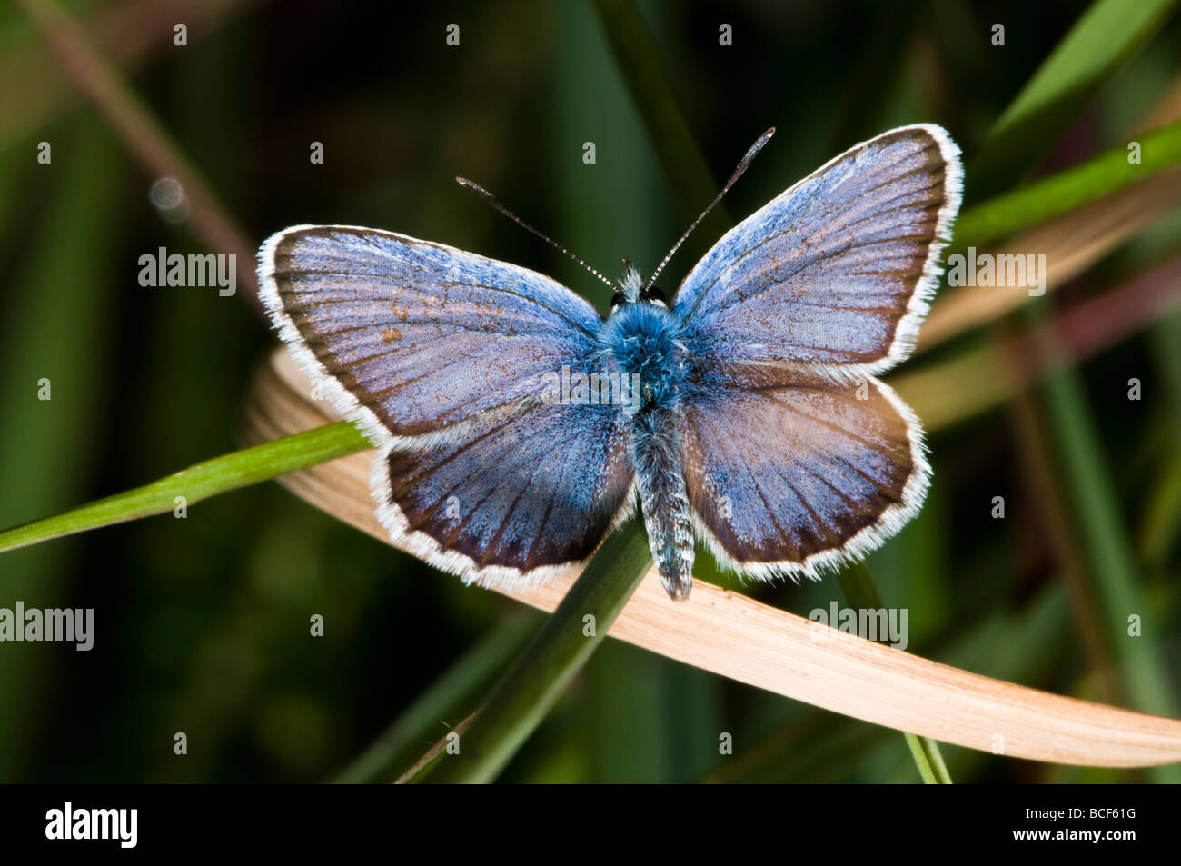 Silver-studded Blue butterfly Stock Photo - Alamy