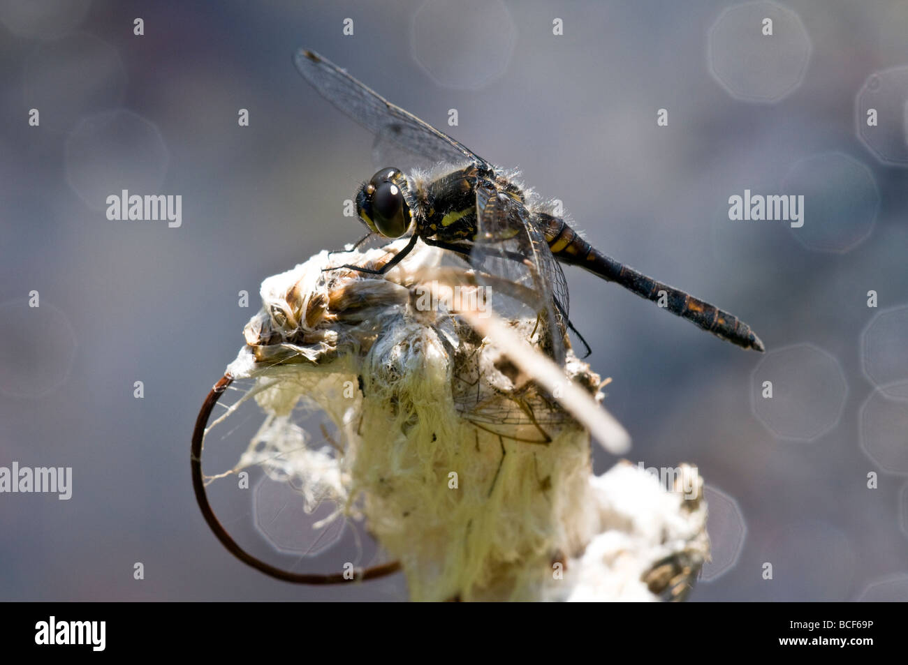 Male Black Darter dragonfly Stock Photo