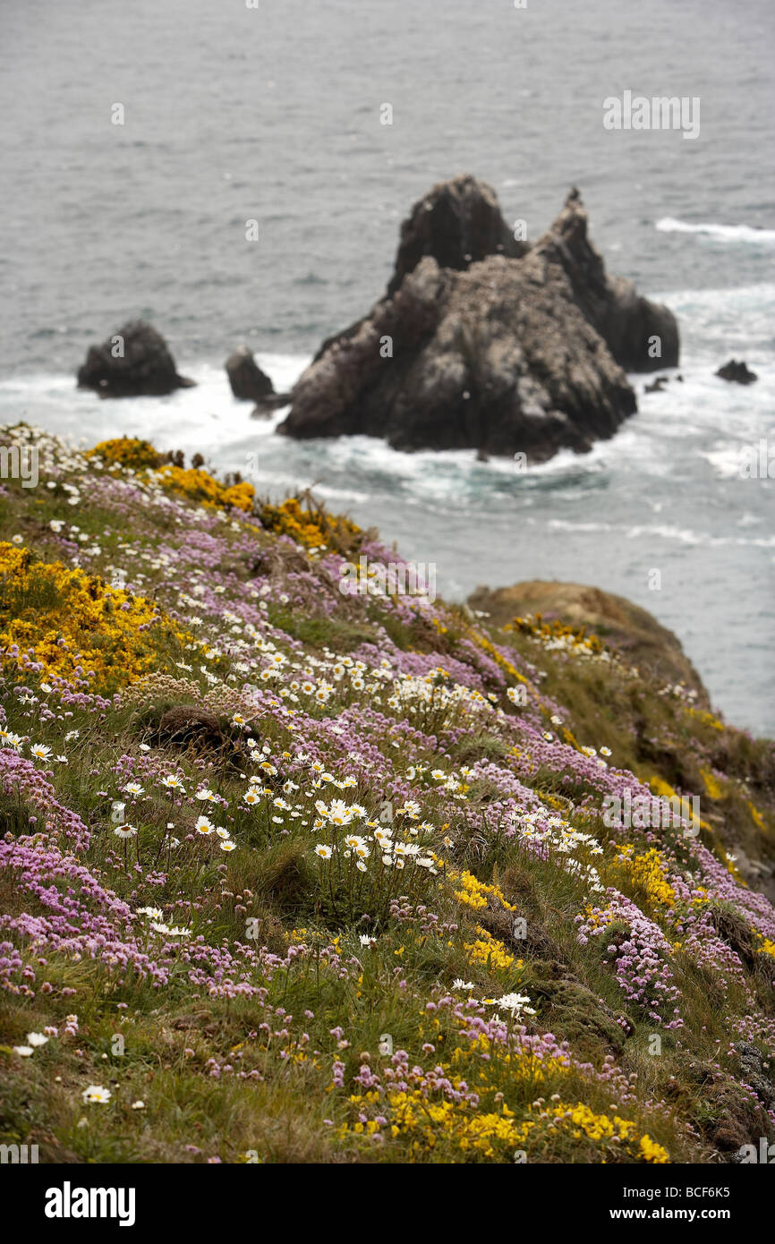 Wild flowers carpet the rugged cliff tops over looking the