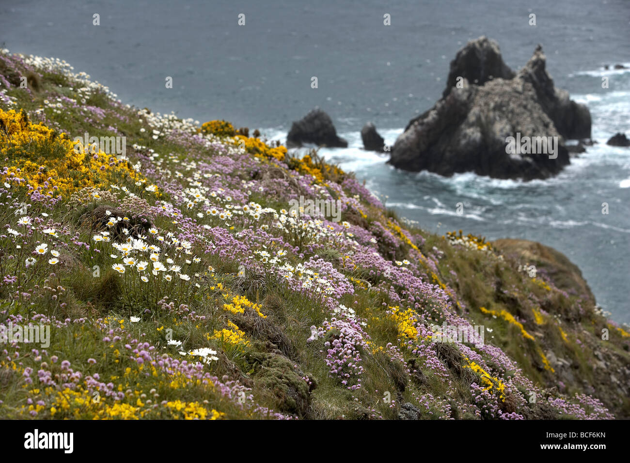 Wild flowers carpet the rugged cliff tops over looking the gannet colony on Les Etacs island Alderney Channel Islands UK Stock Photo