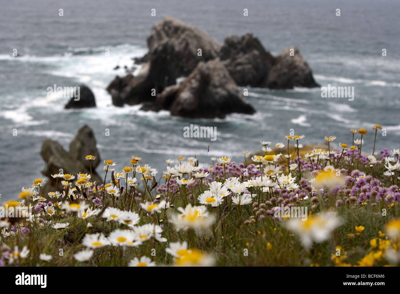 Wild flowers carpet the rugged cliff tops over looking the