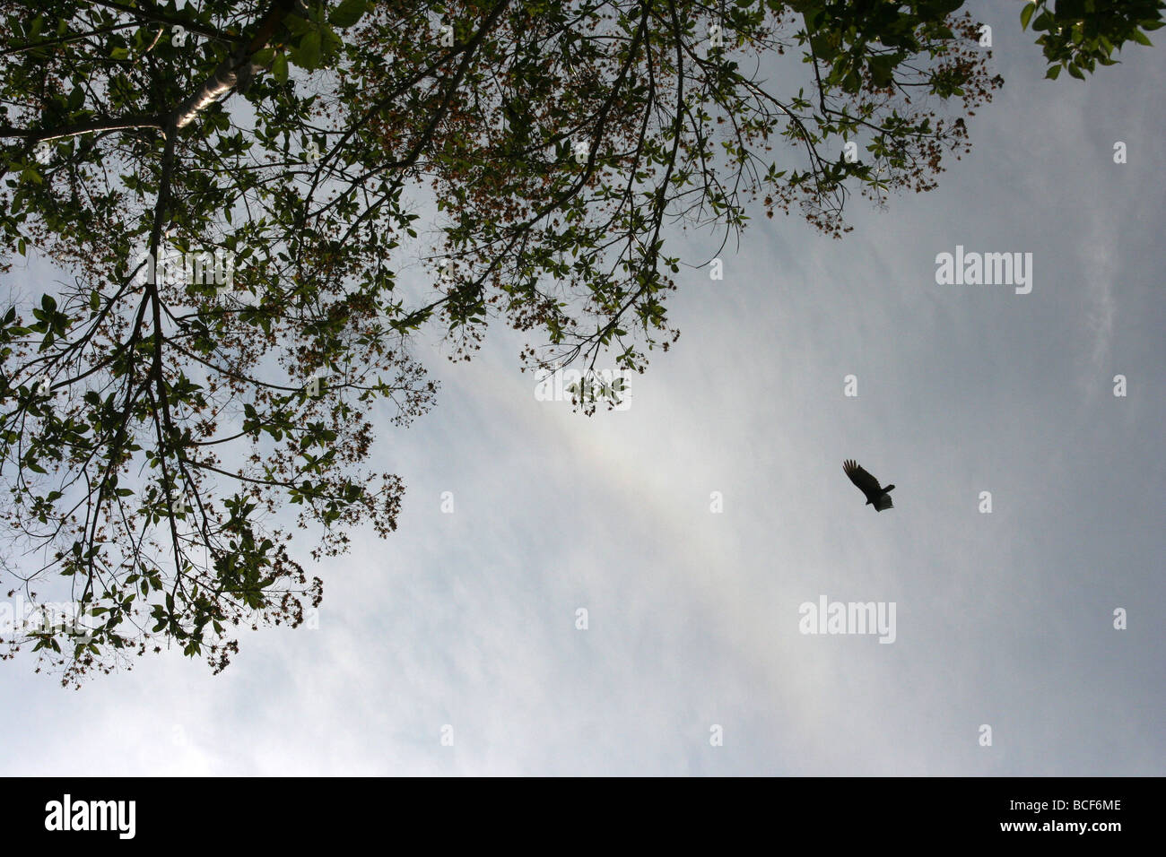 Free bird flying hi-res stock photography and images - Alamy
