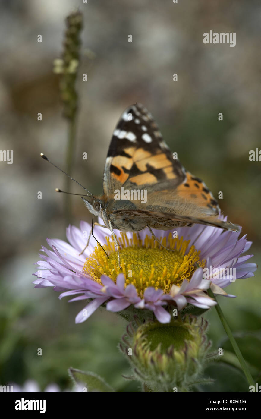 Painted Lady Vanessa cardui butterfly nectaring on the island of Alderney Channel Islands UK Stock Photo