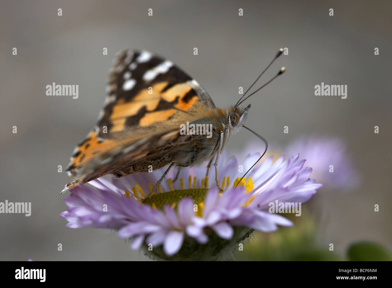 Painted Lady Vanessa cardui butterfly nectaring on the island of Alderney Channel Islands UK Stock Photo