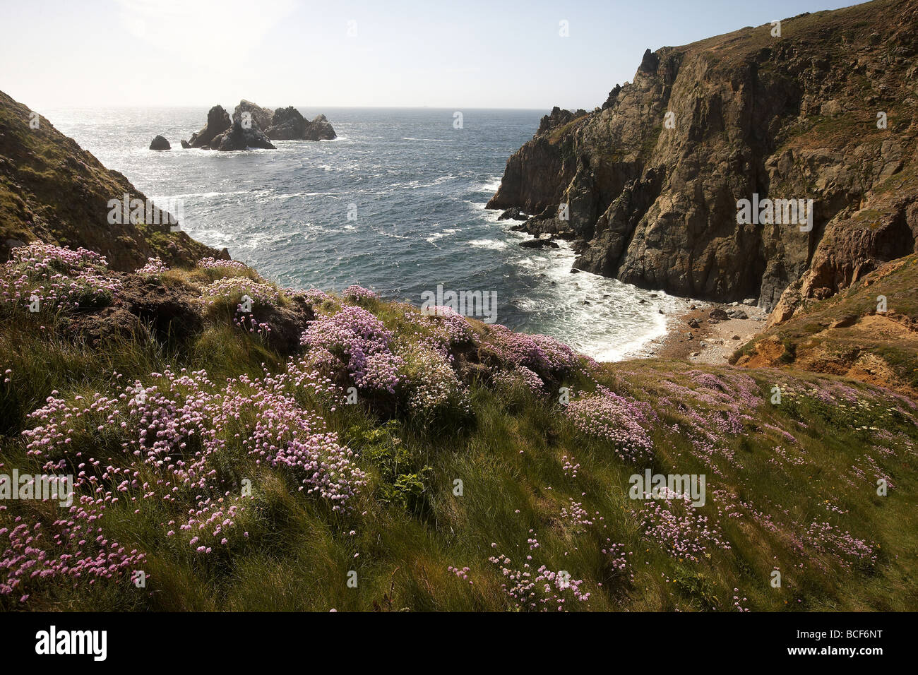 Wild flowers carpet the clifftops on the Alderney coast looking over Trois Vaux Bay Stock Photo