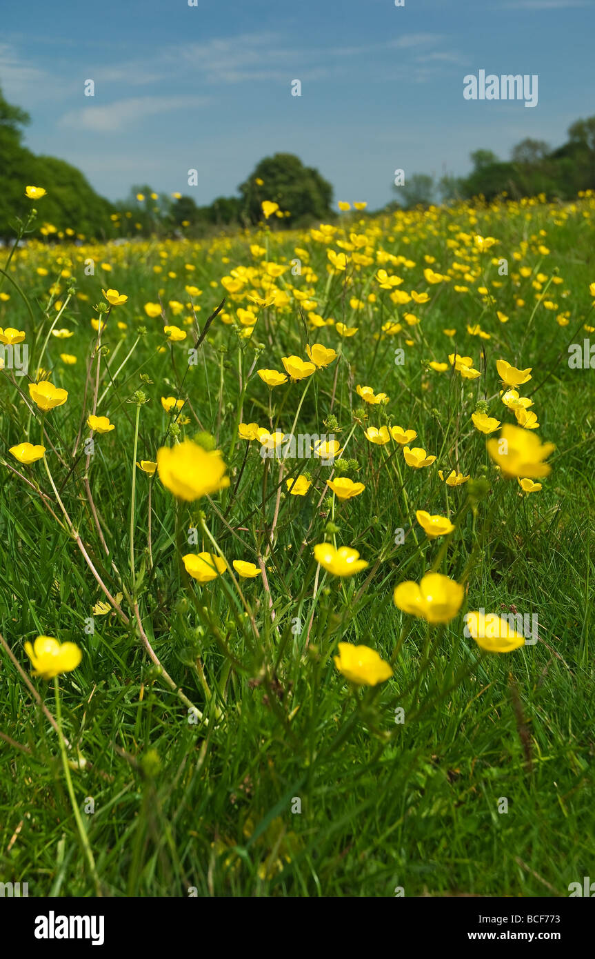 Close up of yellow buttercups buttercup wild flower flowers in summer