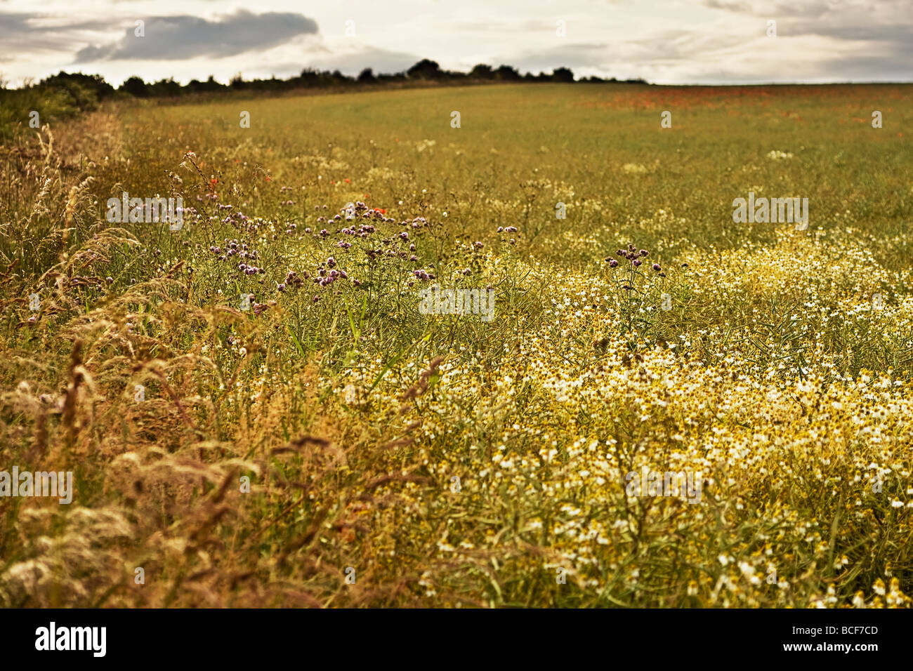 Photograph of a hedgerow bordering a field, showing various grasses and wild plants and flowers. Stock Photo