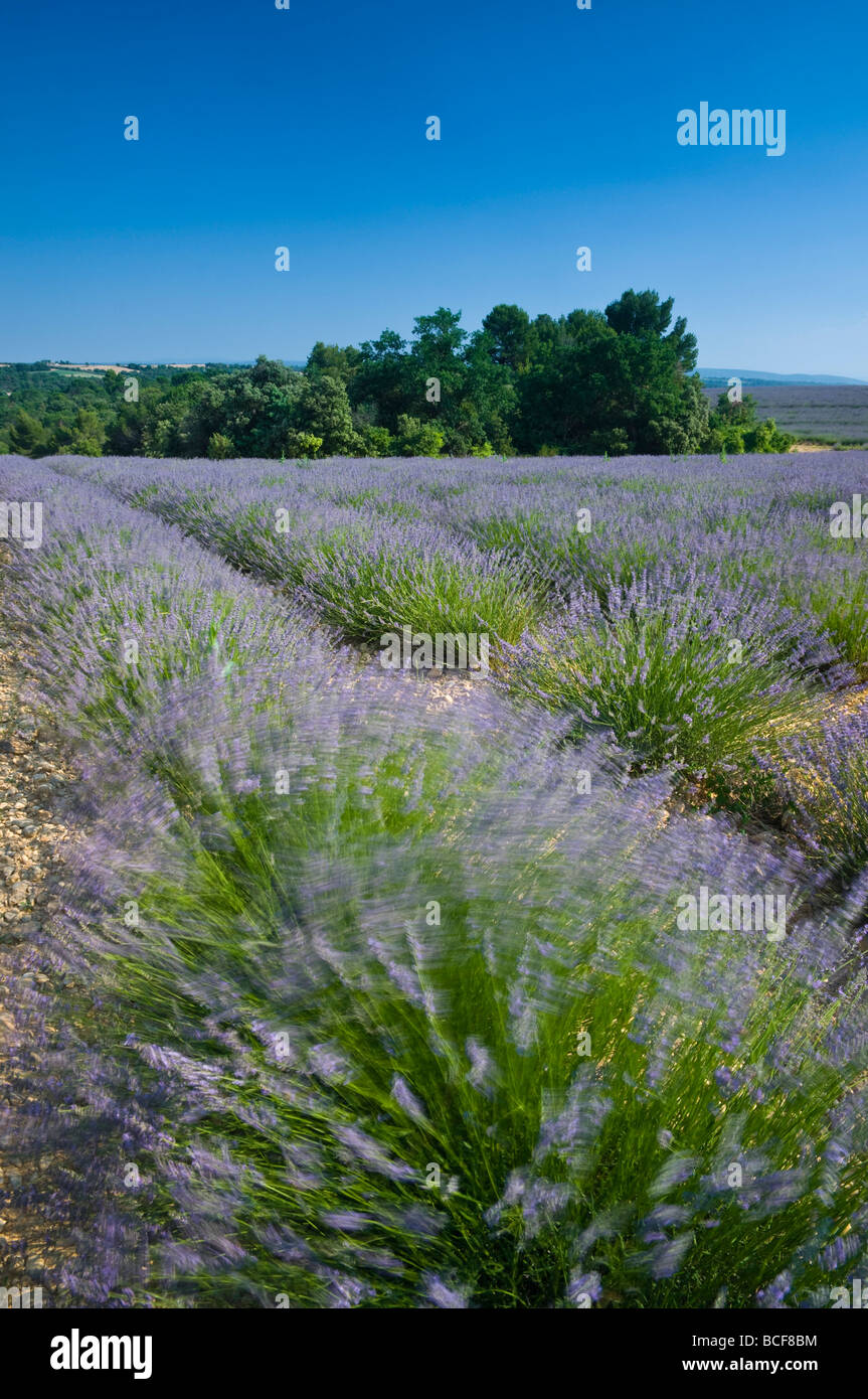 France, Provence-Alpes-Cote d'Azur, Alpes-de-Haute-Provence, Valensole, Lavendar Fields Stock Photo