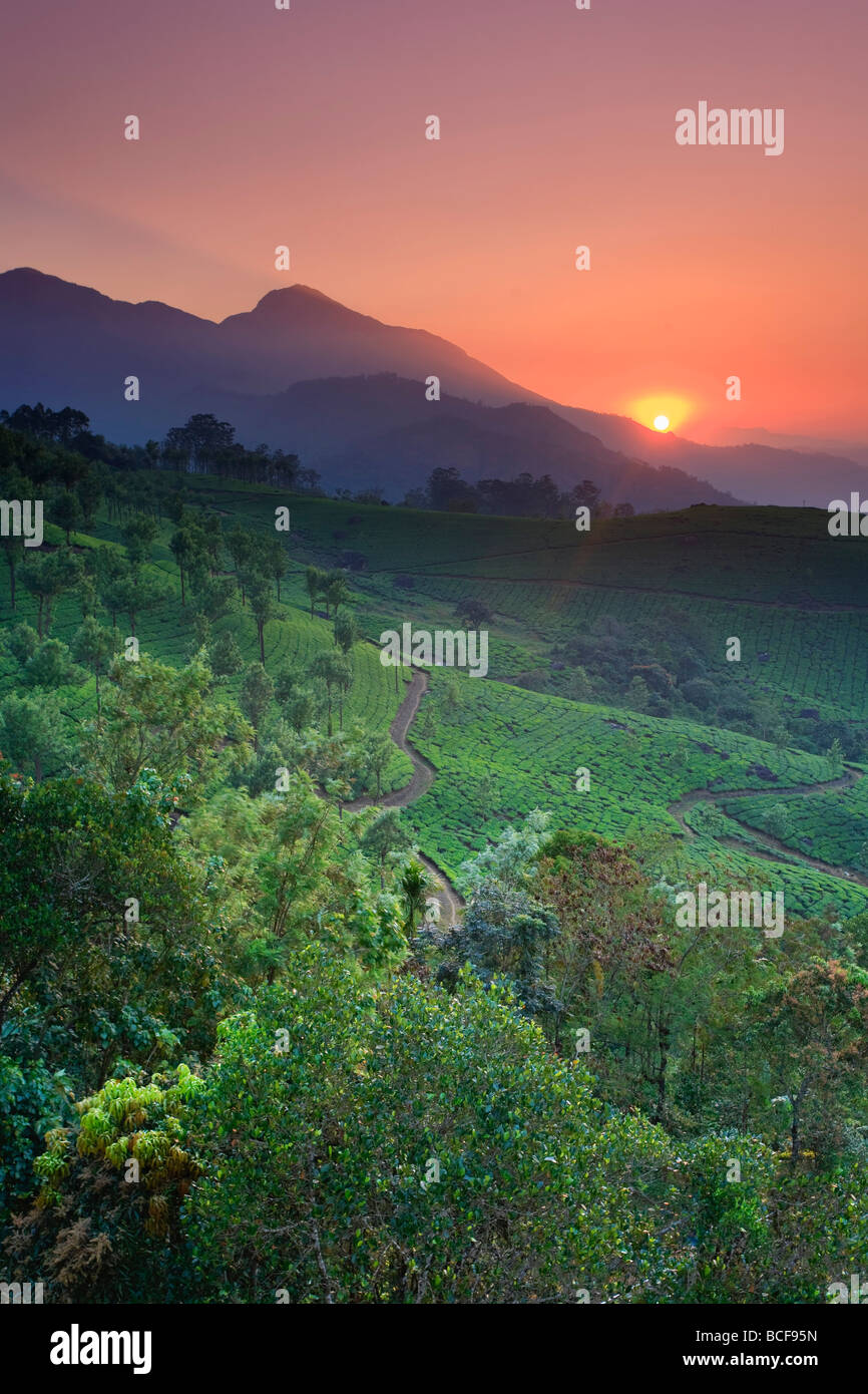 Tea Plantations, Munnar, Western Ghats, Kerala, India Stock Photo Alamy
