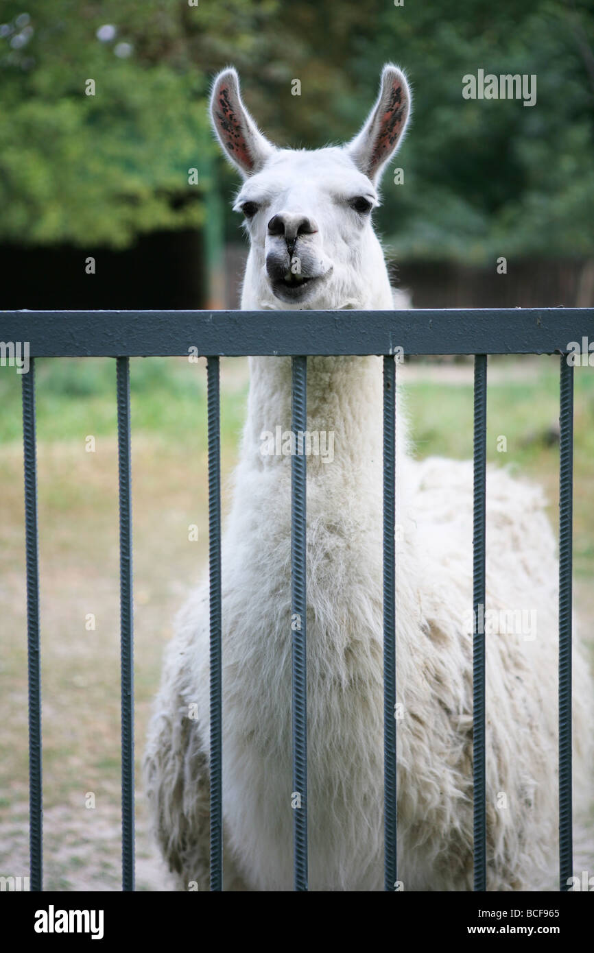 lama in the zoo Stock Photo