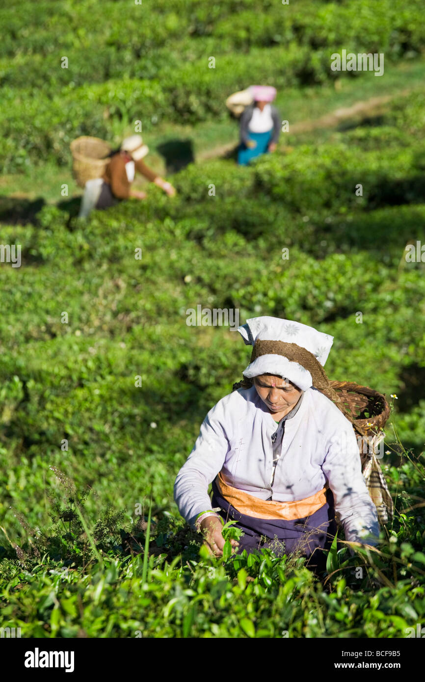 India, West Bengal, Darjeeling, Arya Tea Estate, Women tea picking