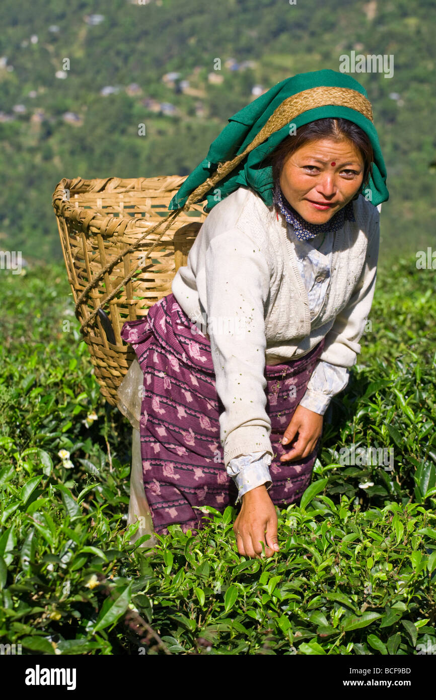 India, West Bengal, Darjeeling, Arya Tea Estate, Woman tea picking