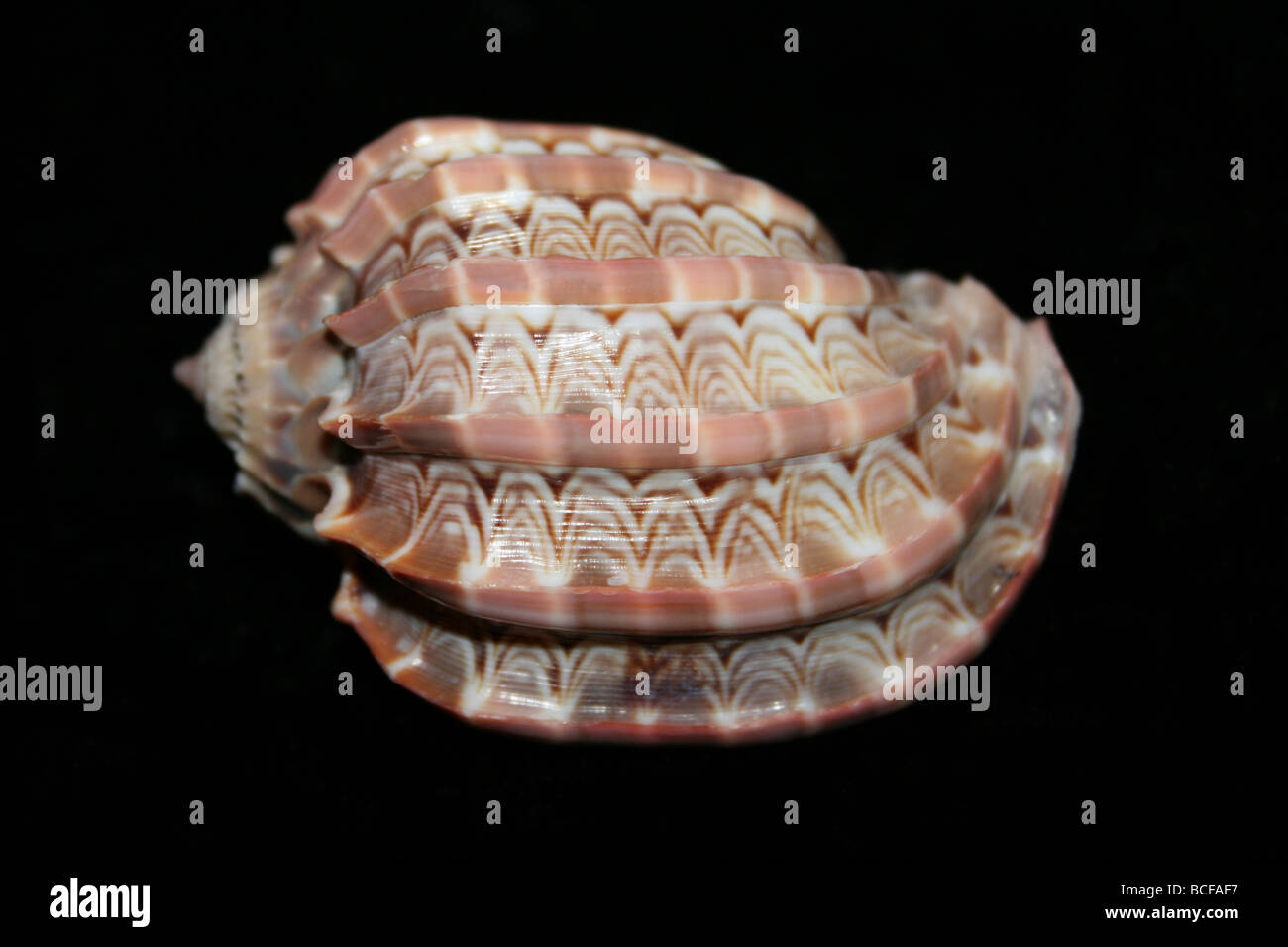 Major Harp Shell Harpa major Stock Photo Alamy