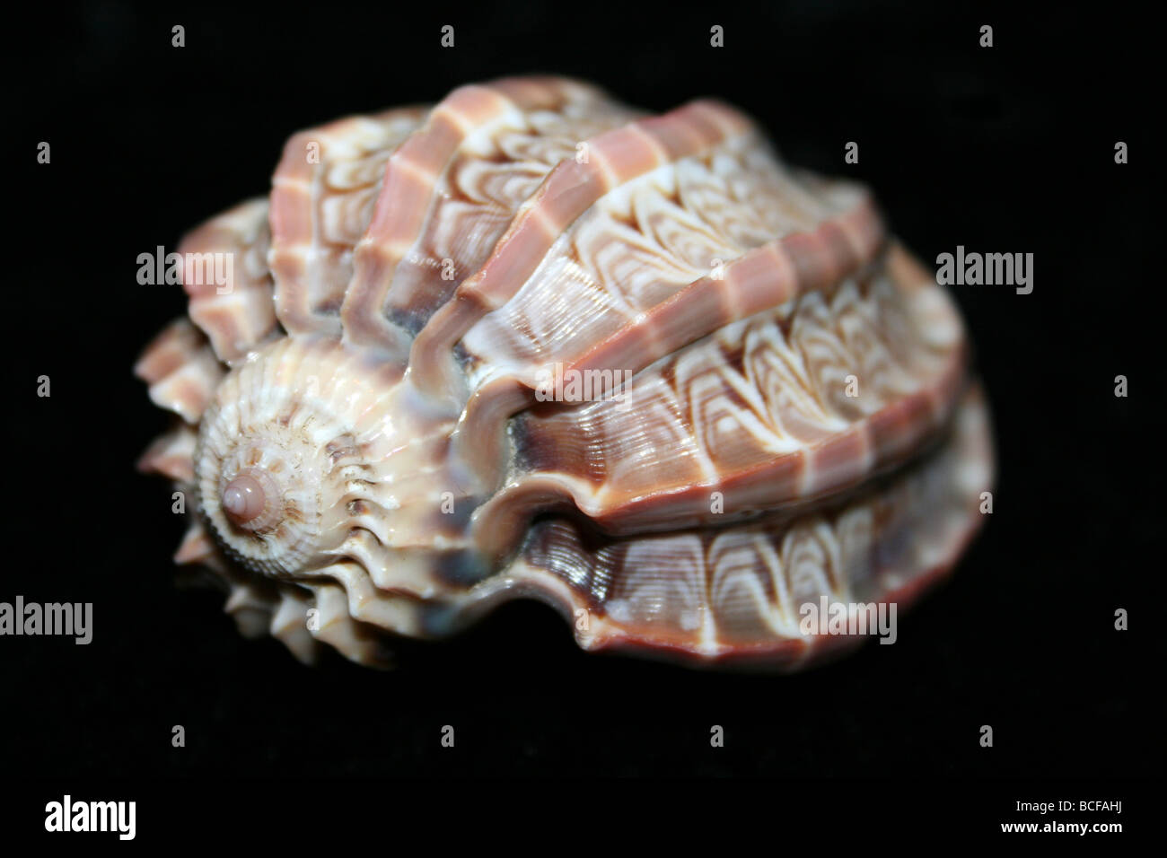 Major Harp Shell Harpa major Stock Photo