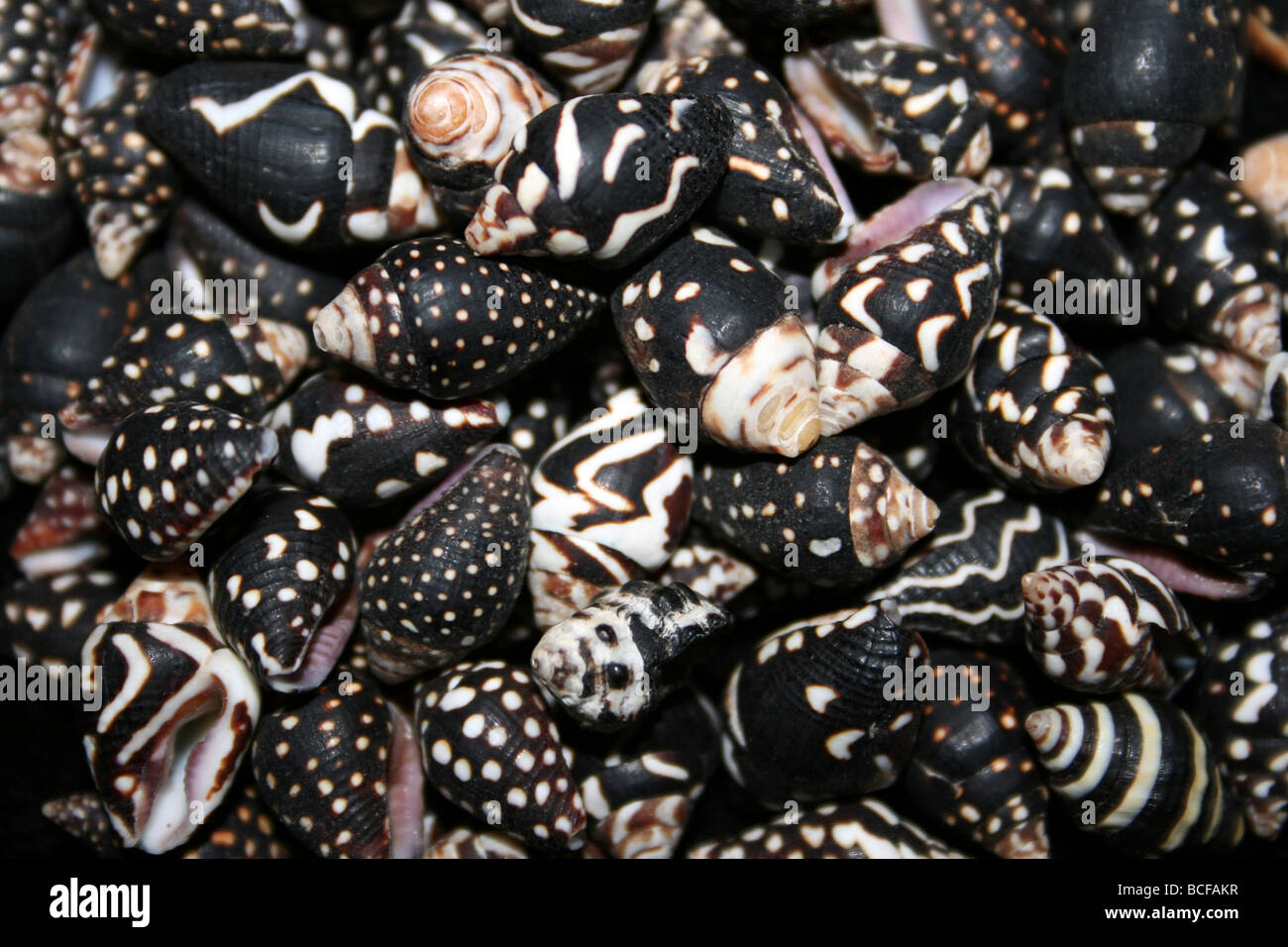 Nassa Persica Columbella Shells Stock Photo