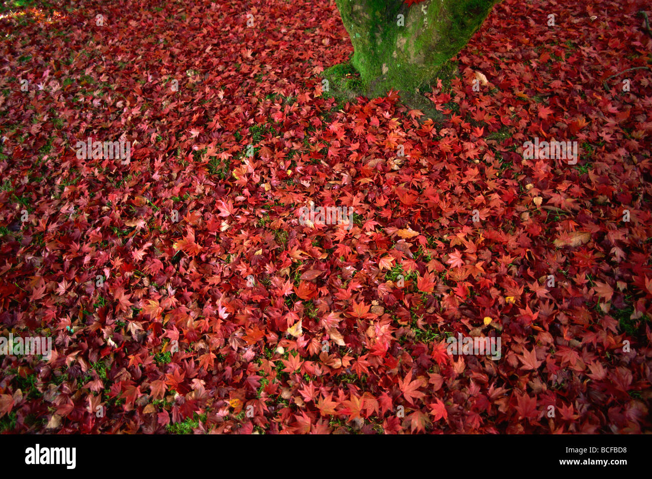 England, Sussex, Autumn Leaves in Sheffield Park Garden Stock Photo