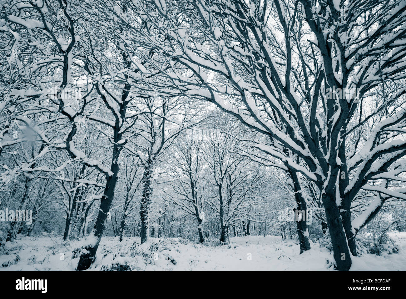 Woods in Snow, England Stock Photo