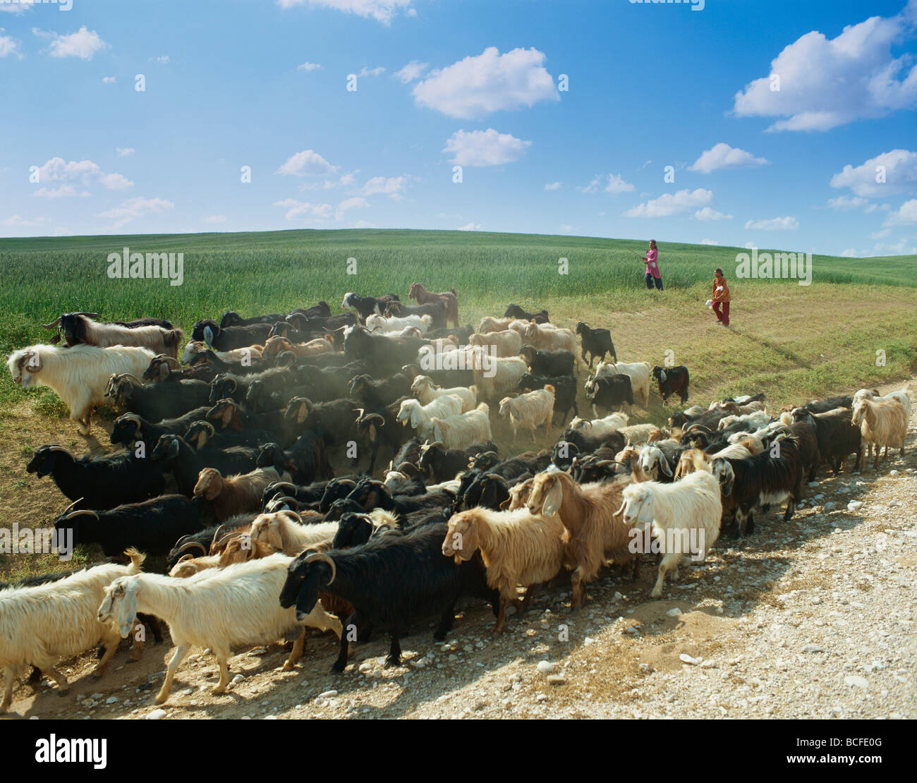 Israel, Negev Desert, Arab Children Goat Herding Stock Photo - Alamy