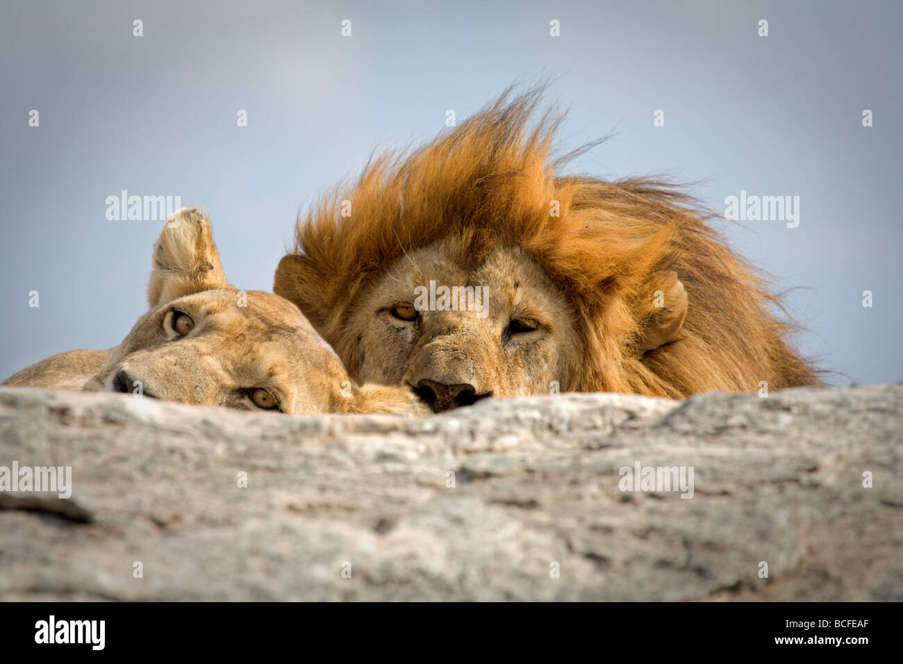 Panthera leo (Lion), Serengeti National Park, Tanzania Stock Photo