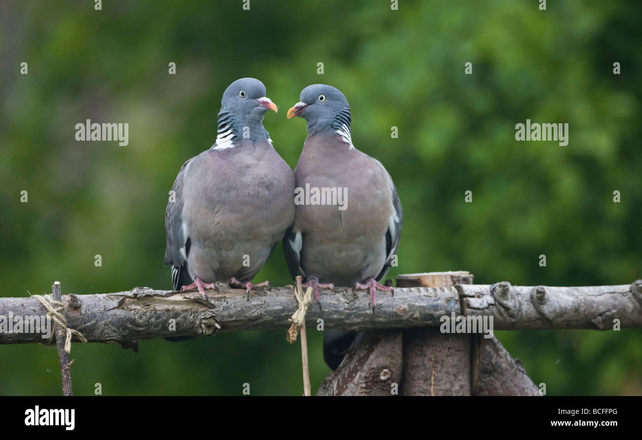 Pigeons Talking High Resolution Stock Photography And Images Alamy