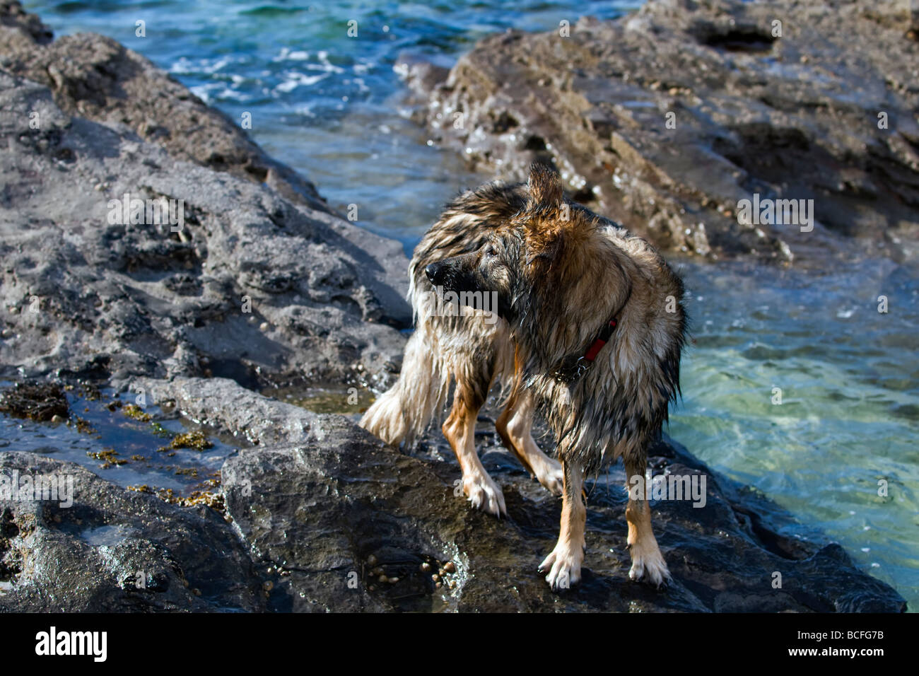 Soaking wet German Shepherd dog by turquoise sea dog on rocks at beach at Balnakeil bay