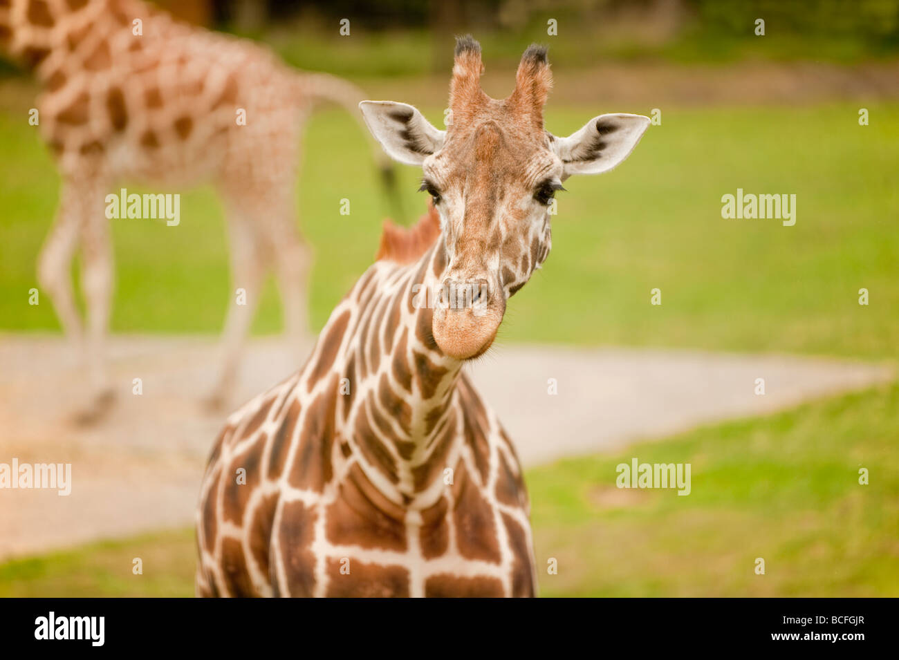 Giraffes in the safari hi-res stock photography and images - Alamy
