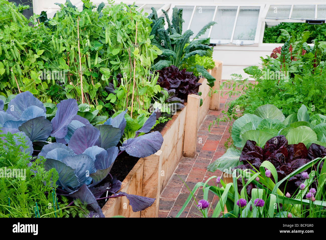 Vegetable garden and greenhouse Marston Langinger Includes peas cabages carrots ruby chard and chives Stock Photo