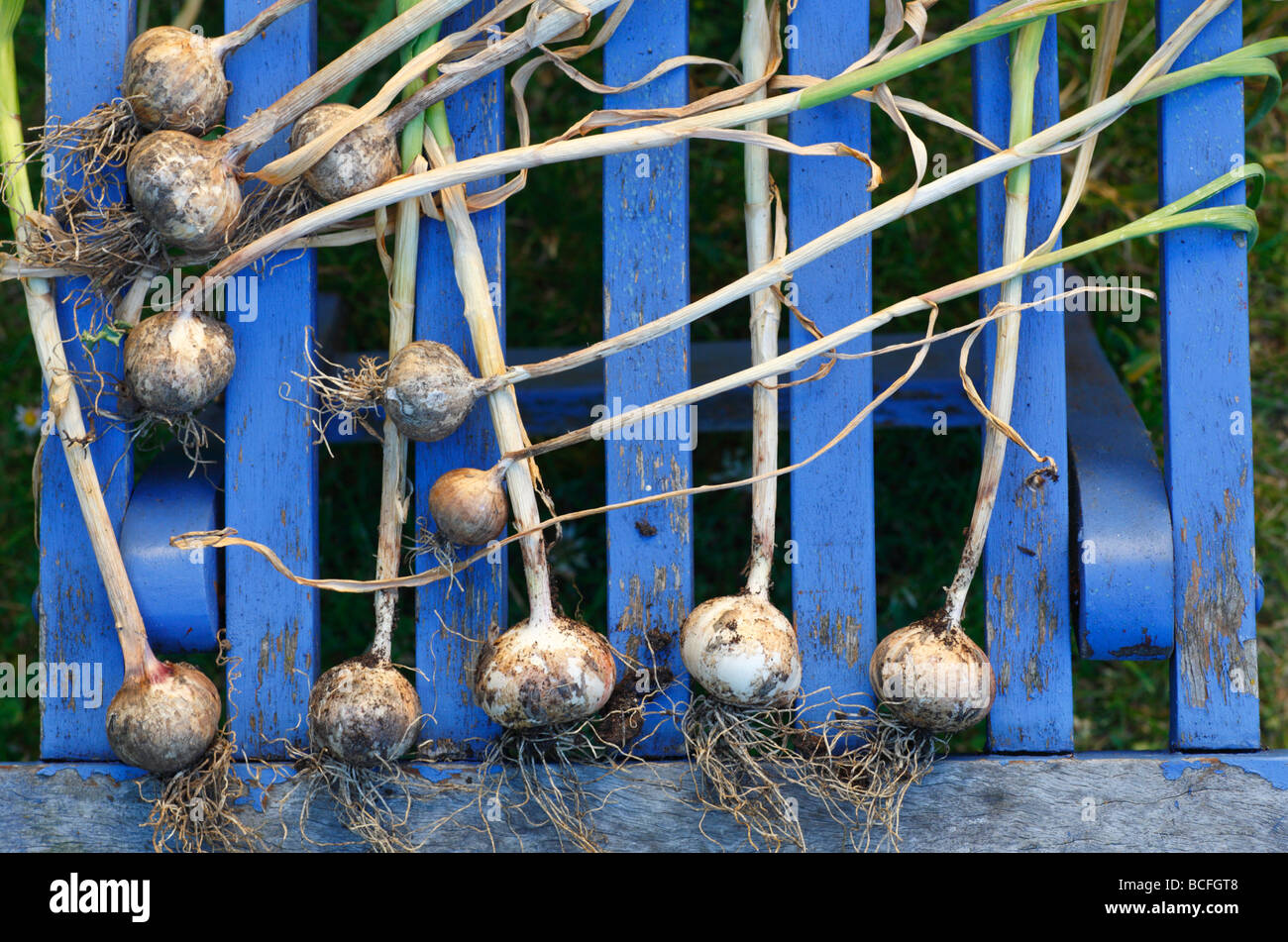 Freshly picked homegrown garlic bulbs laid out to dry. Stock Photo