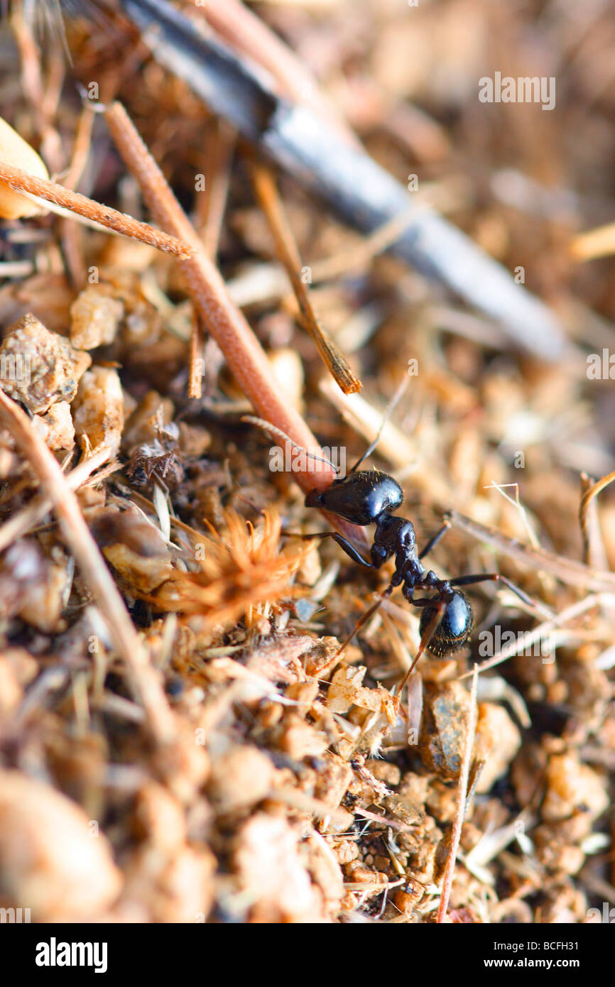 European Harvester Ant, Messor barbarus. Worker carrying food to anthill Stock Photo