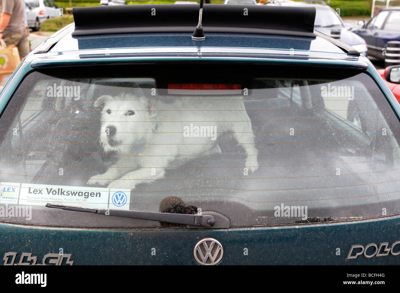 A dog left in a car Stock Photo - Alamy