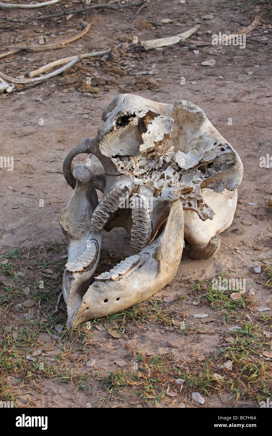 Elephant (elephantidae proboscidea) Skull. Stock Photo