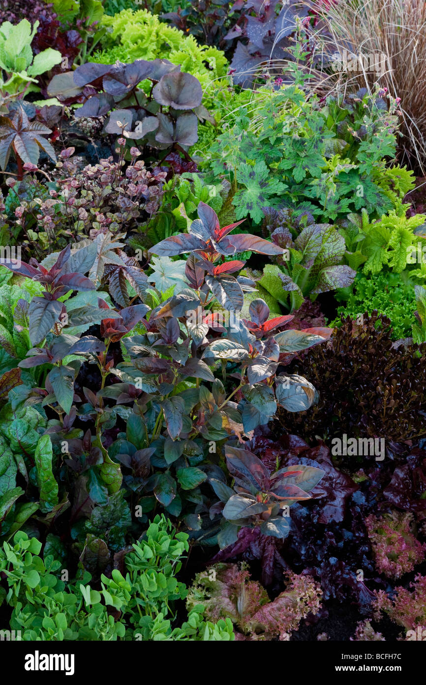 Black and green planting of  lettuce, herbs and ornamental plants Stock Photo