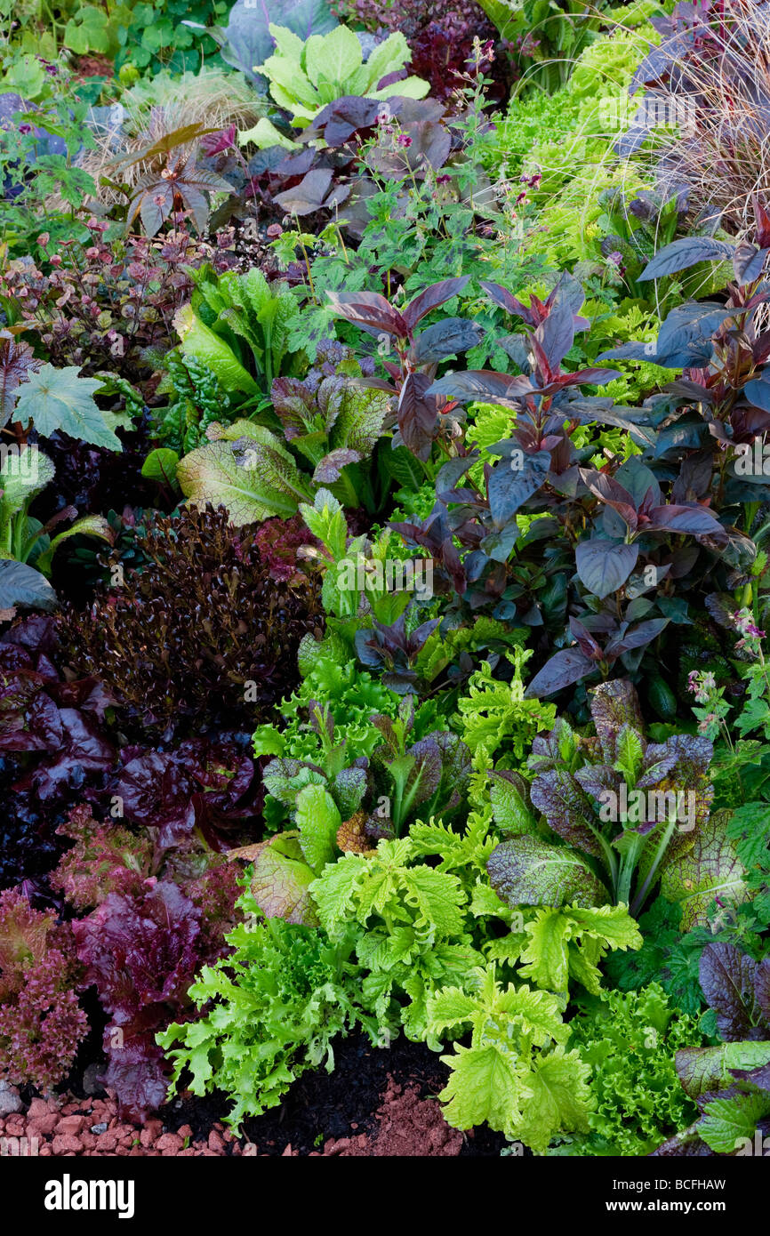 Black and green planting of  lettuce, herbs and ornamental plants Stock Photo