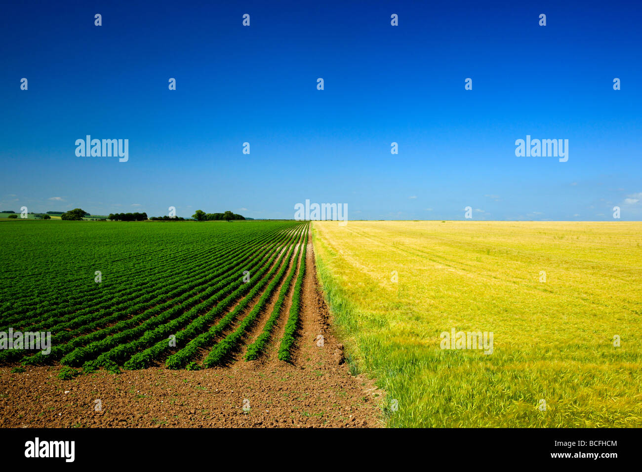Potato and Barley Crop Yorkshire Wolds Stock Photo