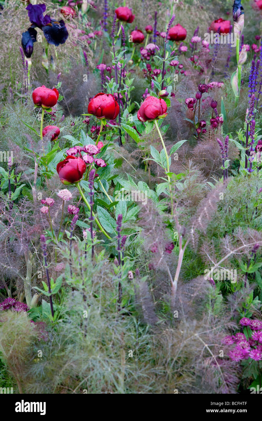 Planting combination including red peonies(Paeonia) and fennel (Foeniculum vulgare Giant Bronze) Stock Photo