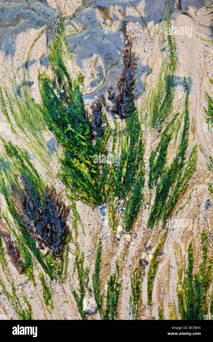 Seaweed patterns in the sand Saltburn by the Sea Stock Photo
