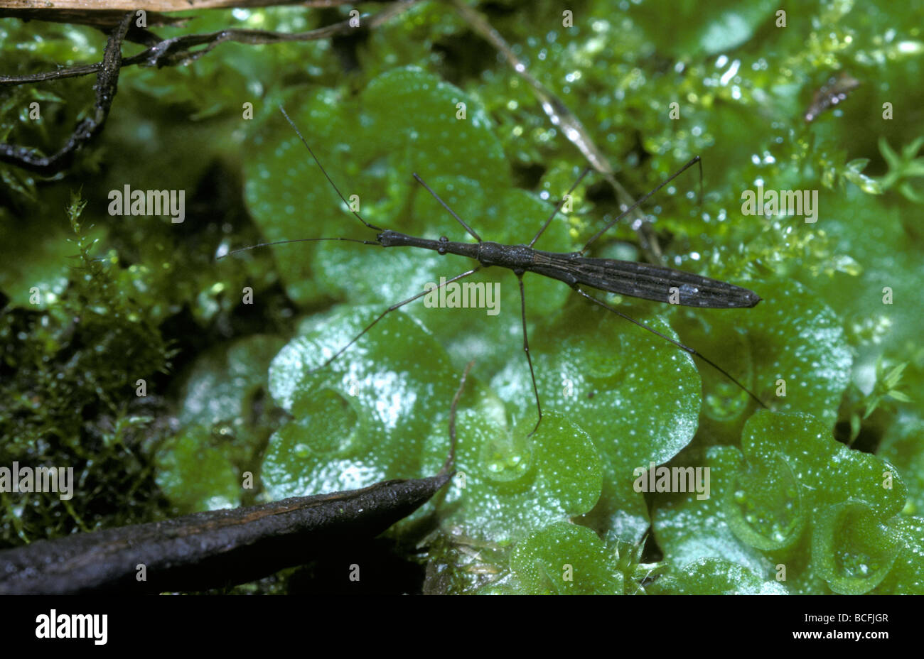 Water measurer bug Hydrometra stagnorum Hydrometridae by a pond UK Stock Photo