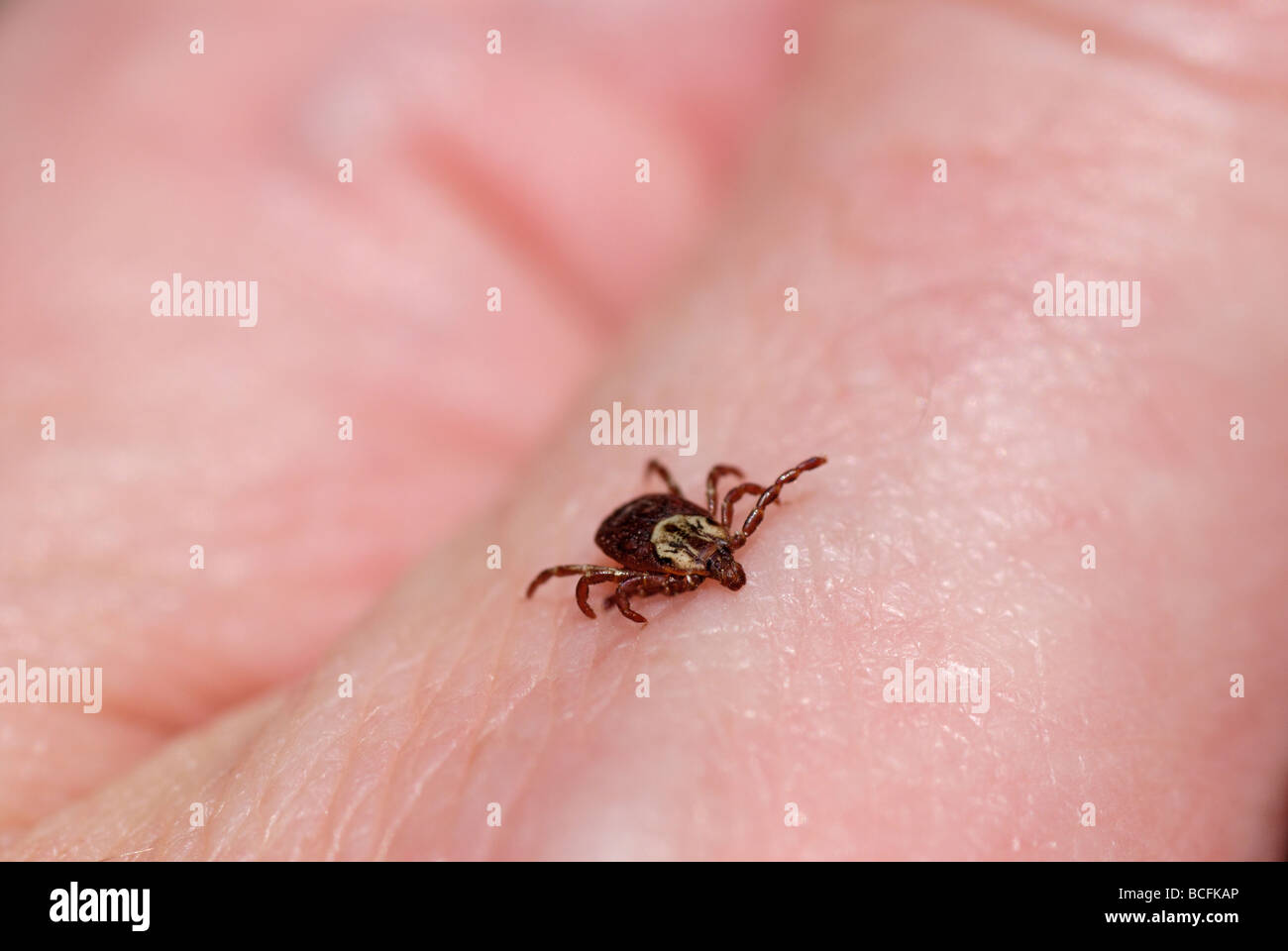 Female American dog tick, Dermacentor variabilis, also known as the wood tick It is on a person's hand. Stock Photo
